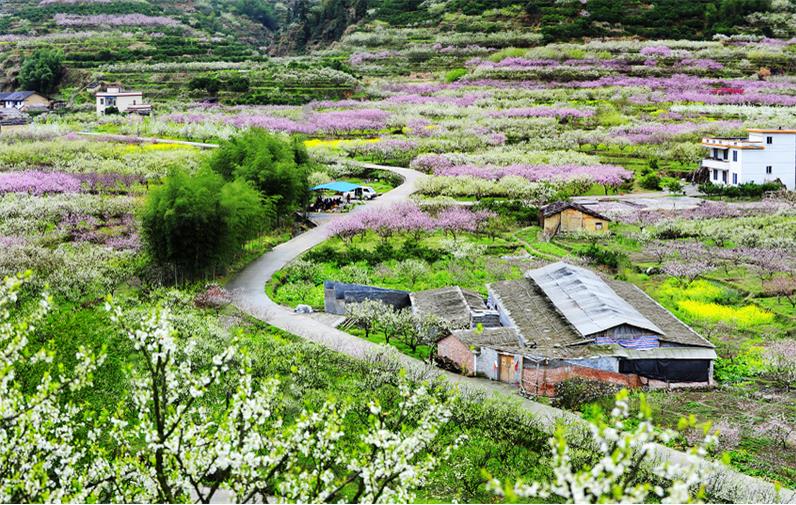 (1)人間三月芳菲盡，九峰桃花始盛開(kāi) ---韶關(guān)九峰賞花活動(dòng)約伴-戶外活動(dòng)圖-駝鈴網(wǎng)