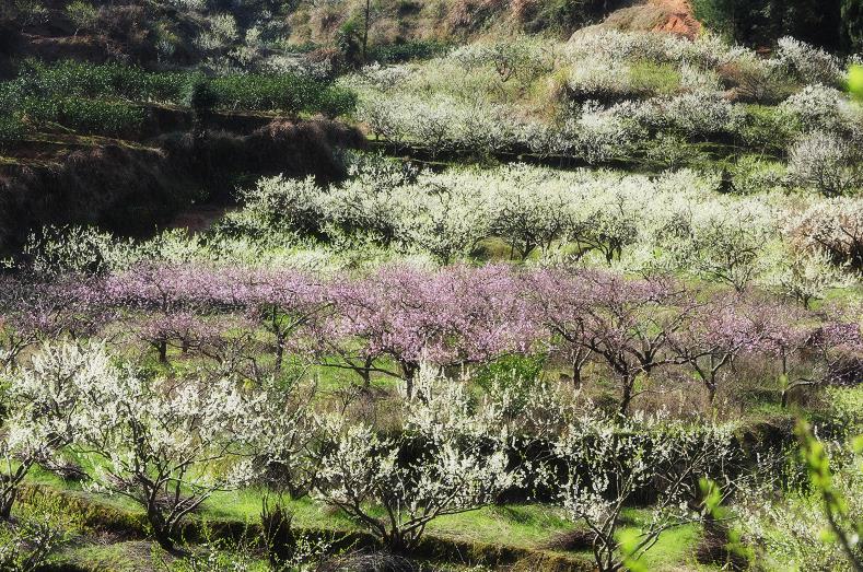 (4)人間三月芳菲盡，九峰桃花始盛開(kāi) ---韶關(guān)九峰賞花活動(dòng)約伴-戶外活動(dòng)圖-駝鈴網(wǎng)