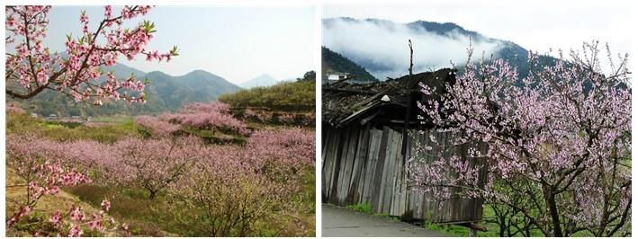 (2)人間三月芳菲盡，九峰桃花始盛開(kāi) ---韶關(guān)九峰賞花活動(dòng)約伴-戶外活動(dòng)圖-駝鈴網(wǎng)